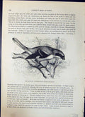 Old Brehm Jones C1860 Cassell'S Birds Sentinel Butcher Bird Lanius Ex Victorian