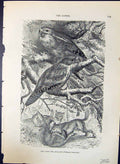 Old Giant Owl Shallow Podargus Humeralis Brehm Jones C1860 Cassell'S Victorian