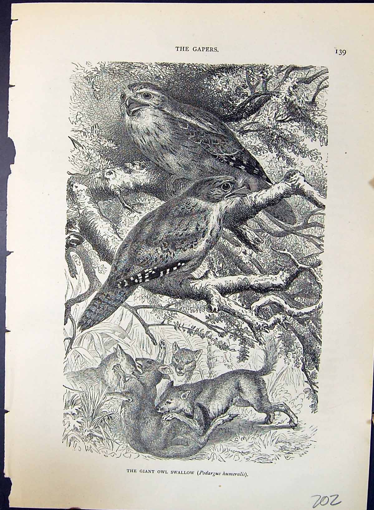 Old Giant Owl Shallow Podargus Humeralis Brehm Jones C1860 Cassell'S Victorian