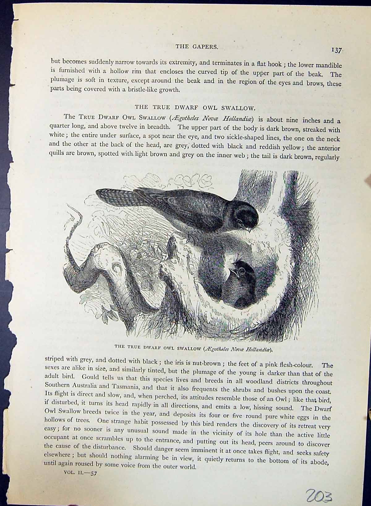 Old True Dwarf Owl Swallow Hollandioe Brehm Jones C1860 Cassell'S Bir Victorian
