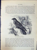 Old Oil Bird Steatornis Caripensis Brehm Jones C1860 Cassell'S Birds Victorian
