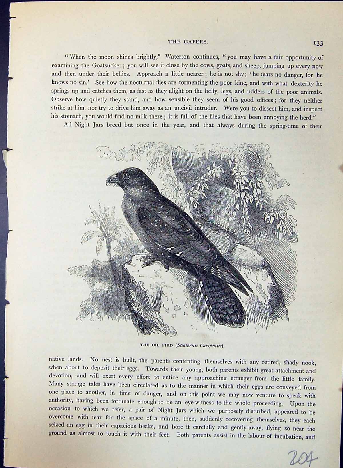 Old Oil Bird Steatornis Caripensis Brehm Jones C1860 Cassell'S Birds Victorian