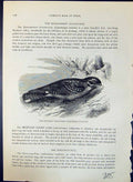 Old European Goatsucker Caprimulgus Brehm Jones C1860 Cassell'S Birds Victorian