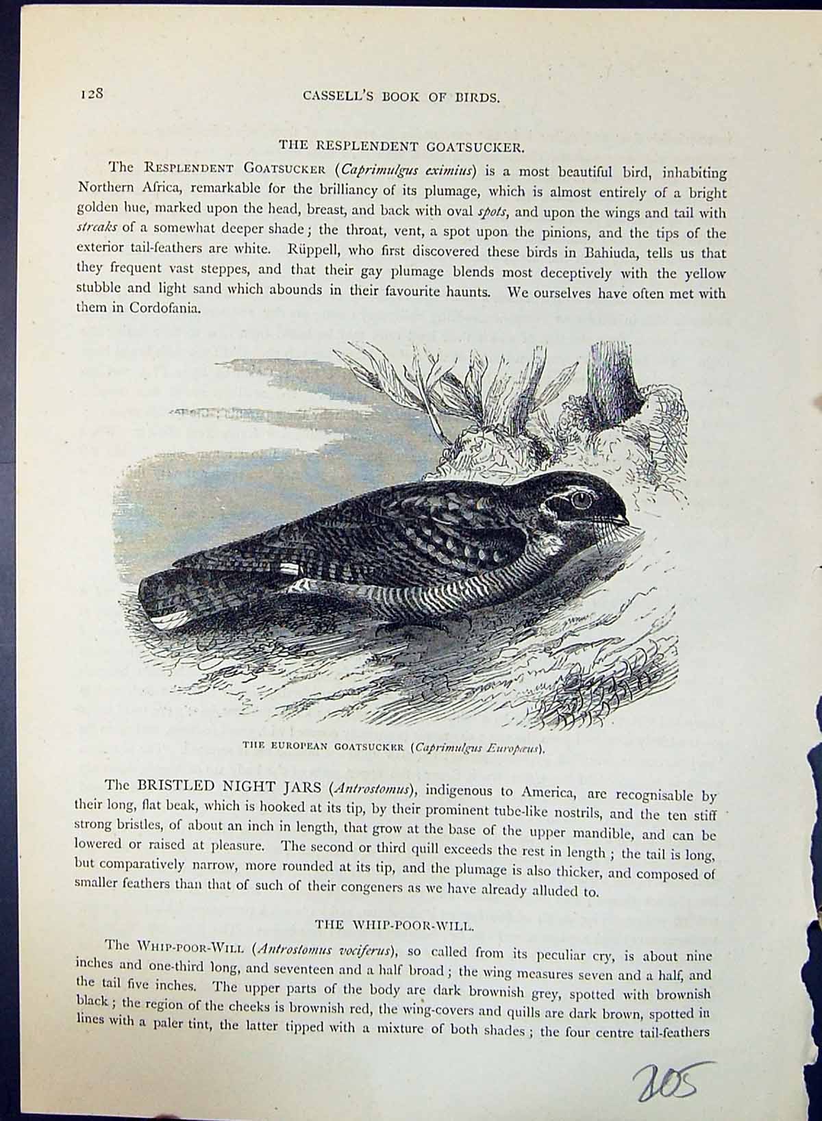 Old European Goatsucker Caprimulgus Brehm Jones C1860 Cassell'S Birds Victorian