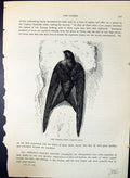 Antique Print Steeple Swift Cypselus Apus Brehm Jones C1860 Cassell'S Birds