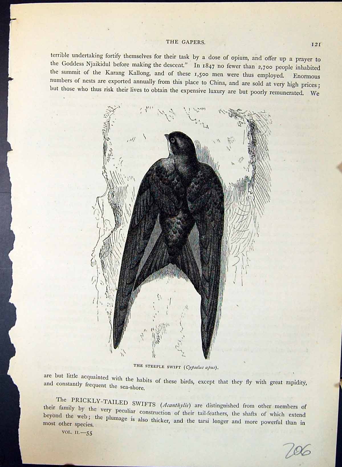 Antique Print Steeple Swift Cypselus Apus Brehm Jones C1860 Cassell'S Birds