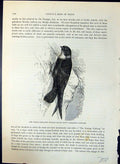 Old White-Throated Prickly-Tailed Swift Brehm Jones C1860 Cassell'S B Victorian