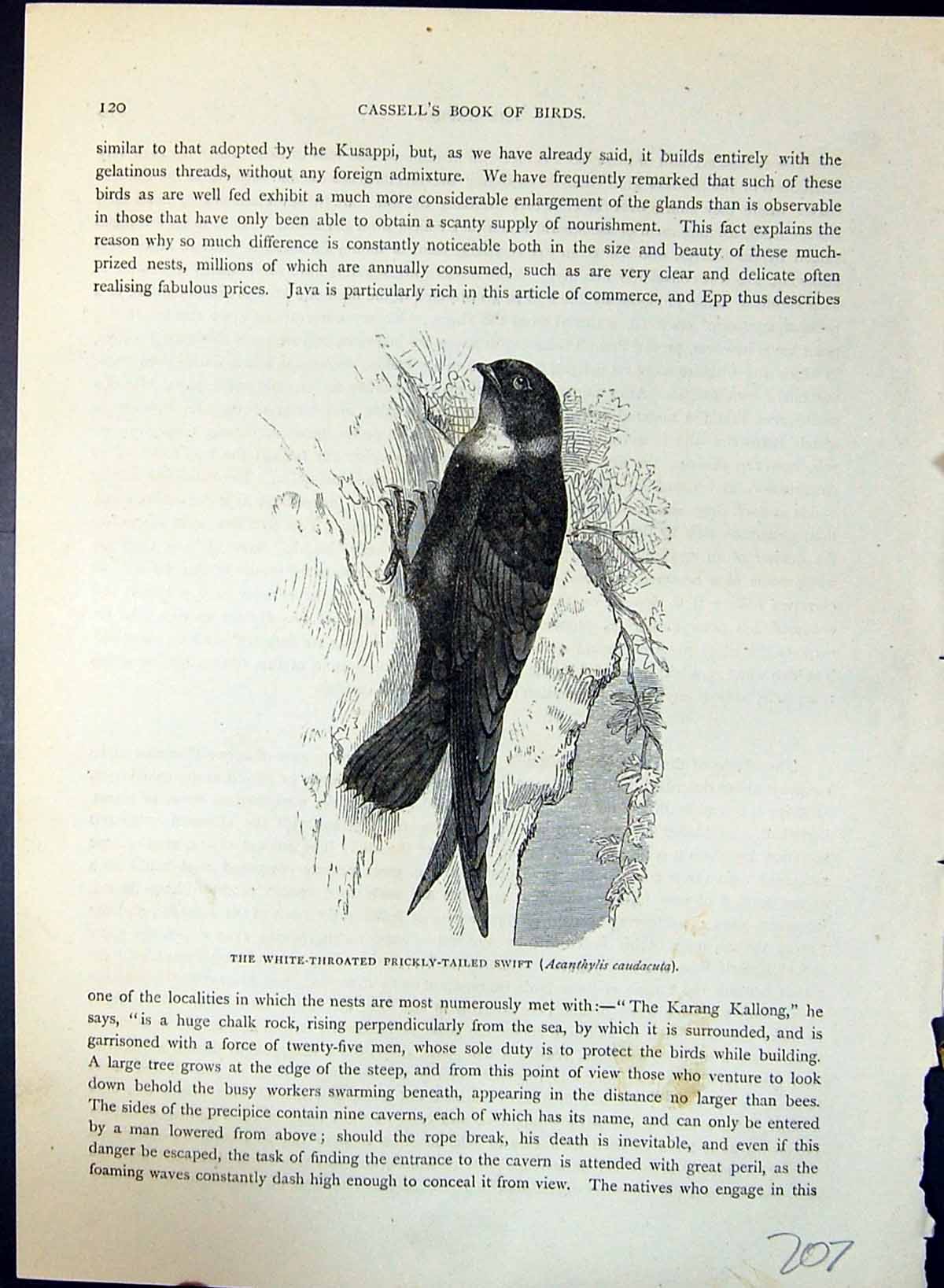Old White-Throated Prickly-Tailed Swift Brehm Jones C1860 Cassell'S B Victorian