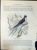 Old Print Kelcho Dendrochelidon Kiecho Brehm Jones C1860 Cassell'S Birds 19th
