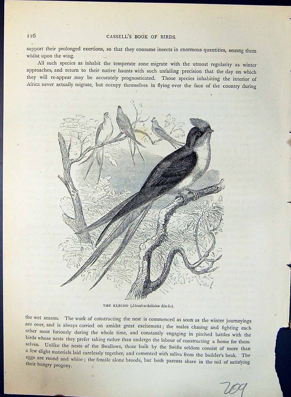 Old Print Kelcho Dendrochelidon Kiecho Brehm Jones C1860 Cassell'S Birds 19th