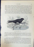 Antique Old Print Ariel Swallow Chelidon Brehm Jones C1860 Cassell'S Birds 19th