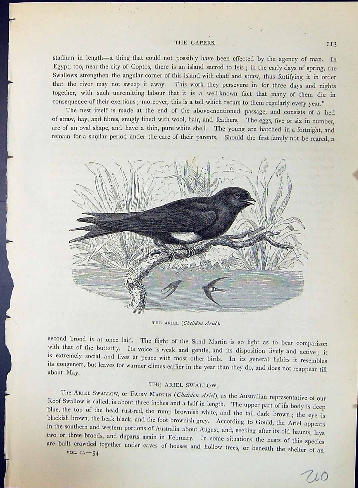Antique Old Print Ariel Swallow Chelidon Brehm Jones C1860 Cassell'S Birds 19th
