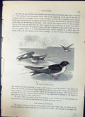 Antique Old Print Martin Chelidon Urbica Brehm Jones C1860 Cassell'S Birds 19th