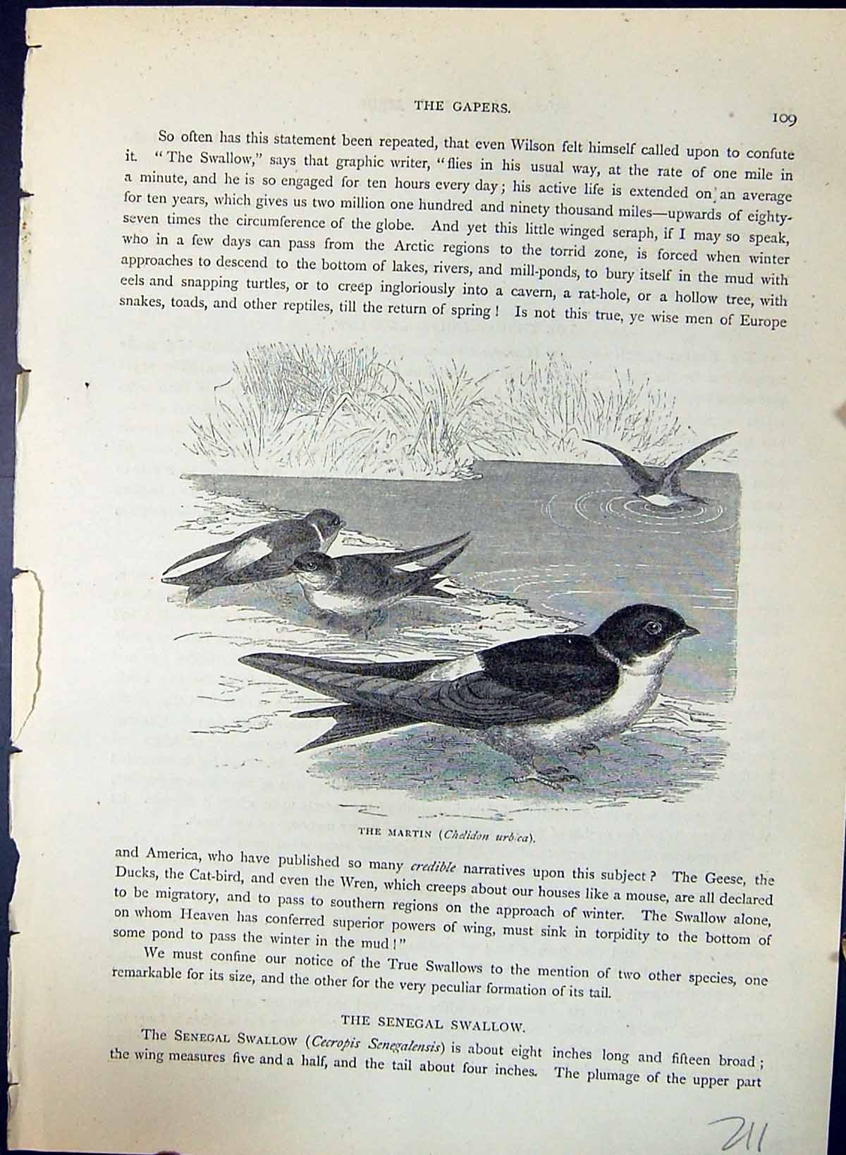 Antique Old Print Martin Chelidon Urbica Brehm Jones C1860 Cassell'S Birds 19th