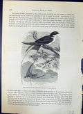 Old Antique Print Thread-Tailed Swallow Brehm Jones C1860 Cassell'S Birds 19th