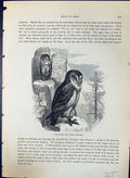 Antique Old Print Barn Owl Strix Flammea Brehm Jones C1860 Cassell'S Birds 19th