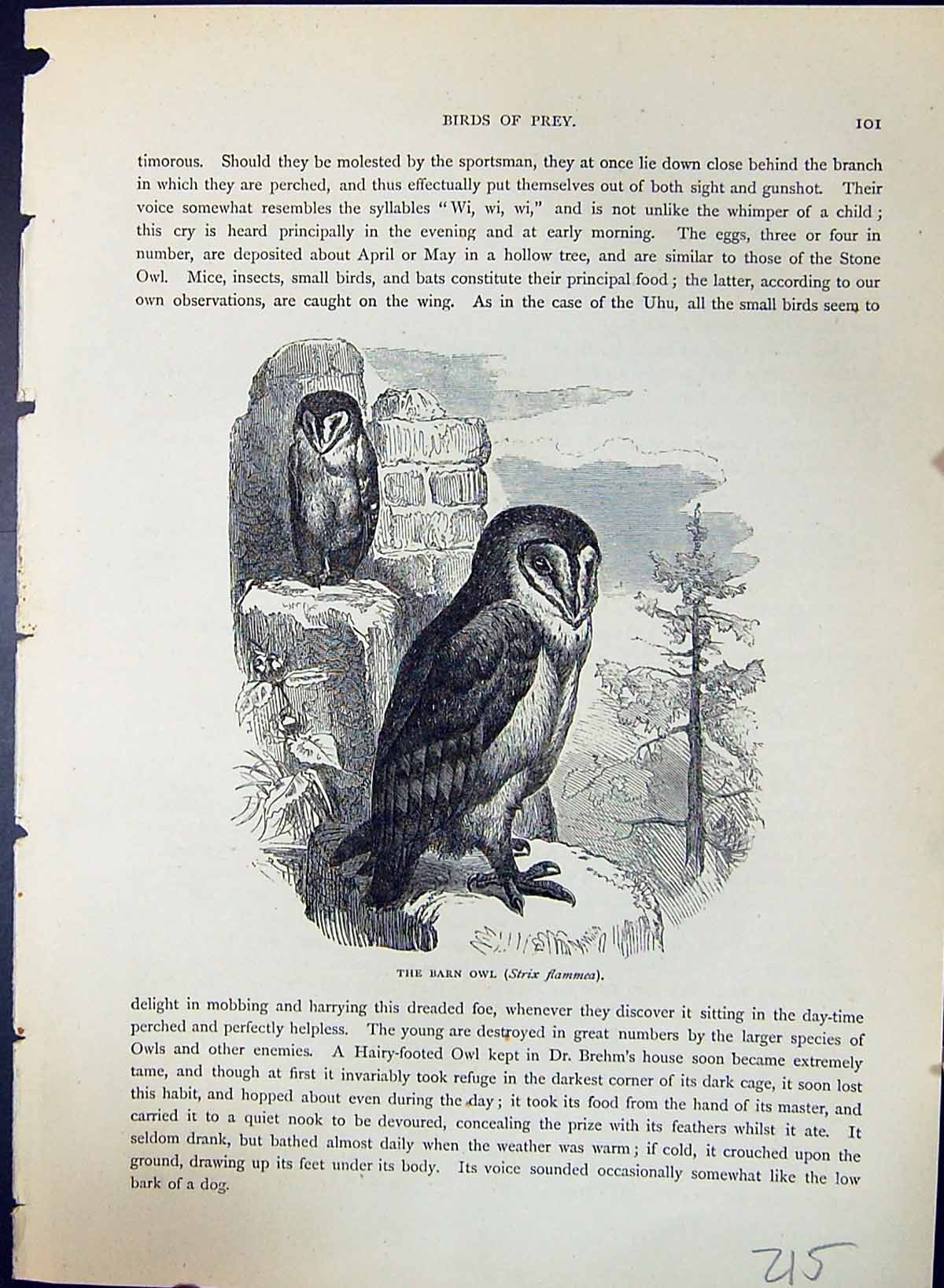 Antique Old Print Barn Owl Strix Flammea Brehm Jones C1860 Cassell'S Birds 19th