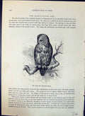 Original Old Antique Print Tree Owl Syrnium Brehm Jones C1860 Cassell'S Birds