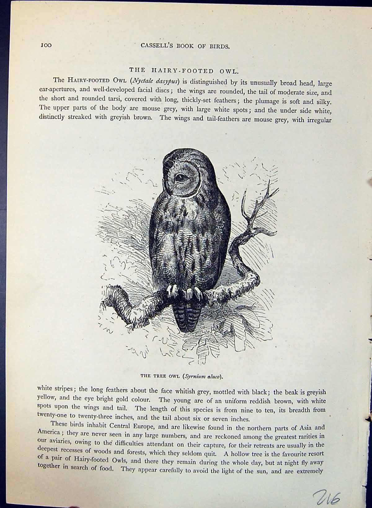 Original Old Antique Print Tree Owl Syrnium Brehm Jones C1860 Cassell'S Birds