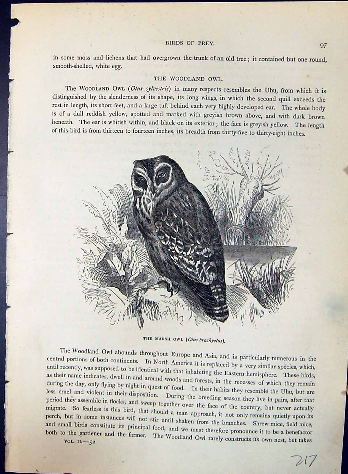 Antique Old Print Marsh Owl Otus Brachyotus Brehm Jones C1860 Cassell'S Birds