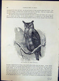 Old Virginian Uhu Bubo Virginianus Brehm Jones C1860 Cassell'S Birds Victorian