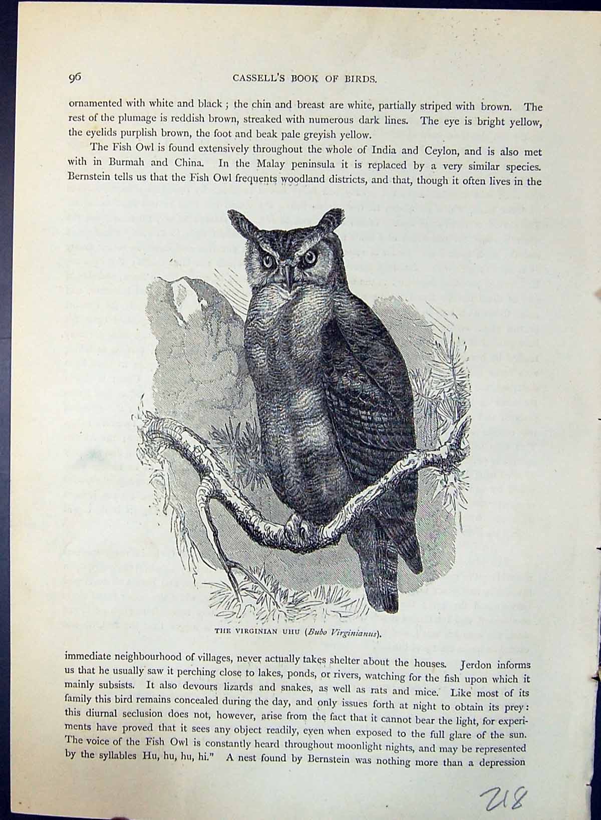Old Virginian Uhu Bubo Virginianus Brehm Jones C1860 Cassell'S Birds Victorian