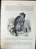 Original Old Antique Print Uhu Bubo Maximus Brehm Jones C1860 Cassell'S Birds