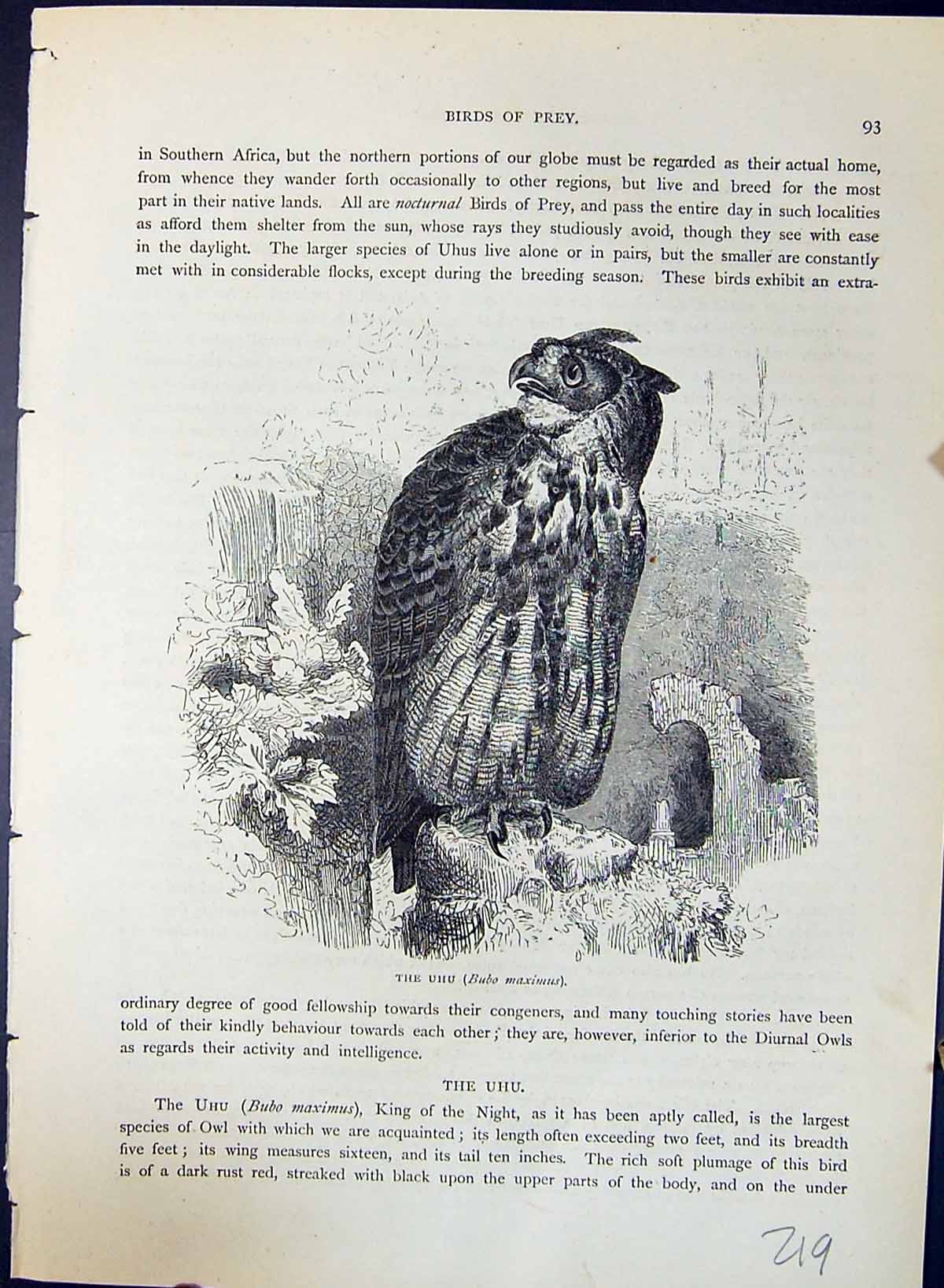 Original Old Antique Print Uhu Bubo Maximus Brehm Jones C1860 Cassell'S Birds