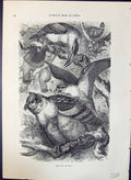 Original Old Antique Print Brehm Jones C1860 Cassell'S Birds Prey Uhu Bay 19th