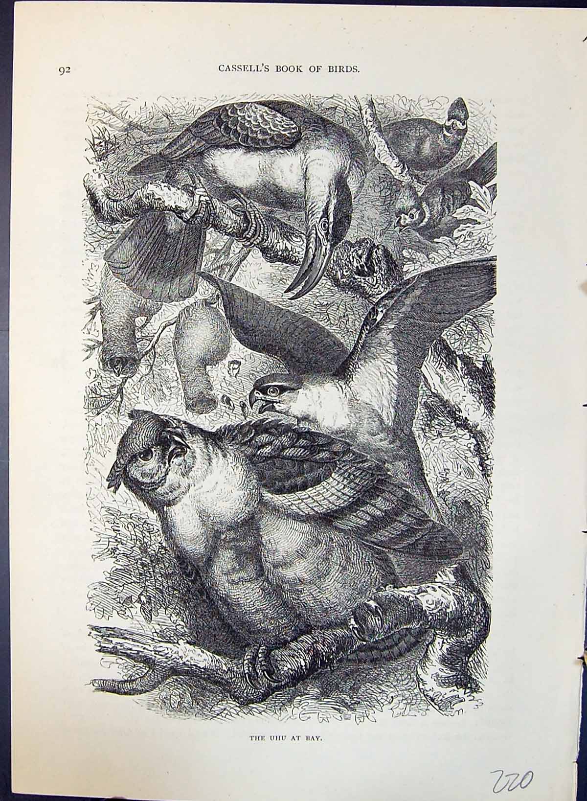Original Old Antique Print Brehm Jones C1860 Cassell'S Birds Prey Uhu Bay 19th