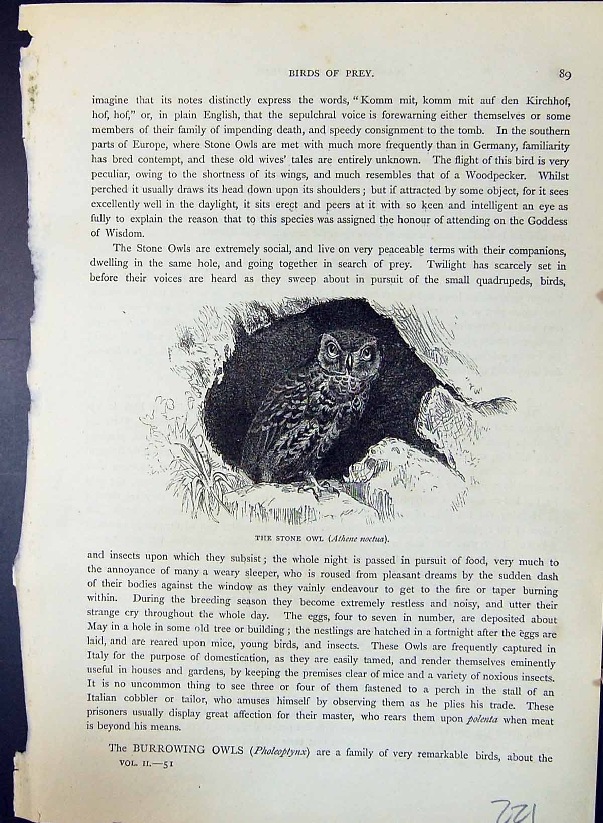 Antique Old Print Stone Owl Athene Noctua Brehm Jones C1860 Cassell'S Birds