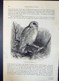 Old Antique Print Snow Owl Nyctea Nivea Brehm Jones C1860 Cassell'S Birds 19th