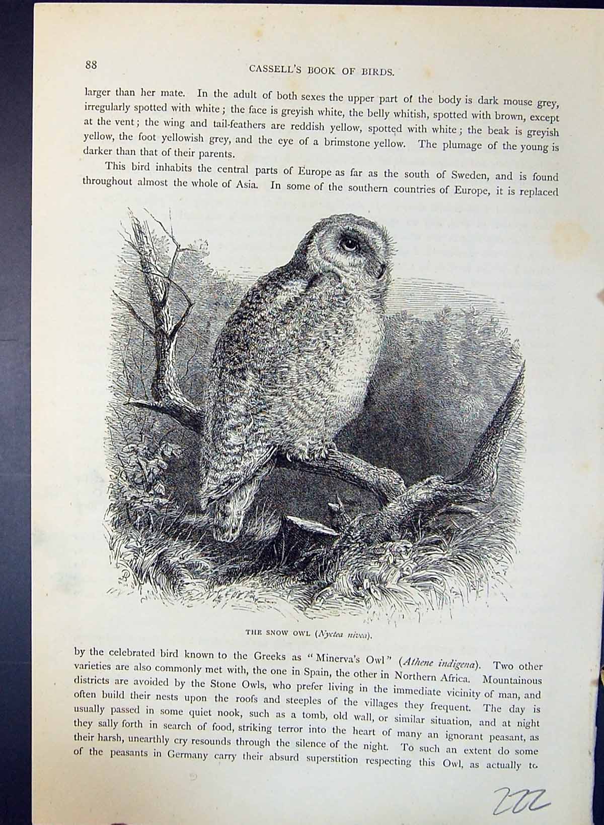 Old Antique Print Snow Owl Nyctea Nivea Brehm Jones C1860 Cassell'S Birds 19th