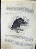 Old Antique Print Urubu Cathertes Aura Brehm Jones C1860 Cassell'S Birds 19th