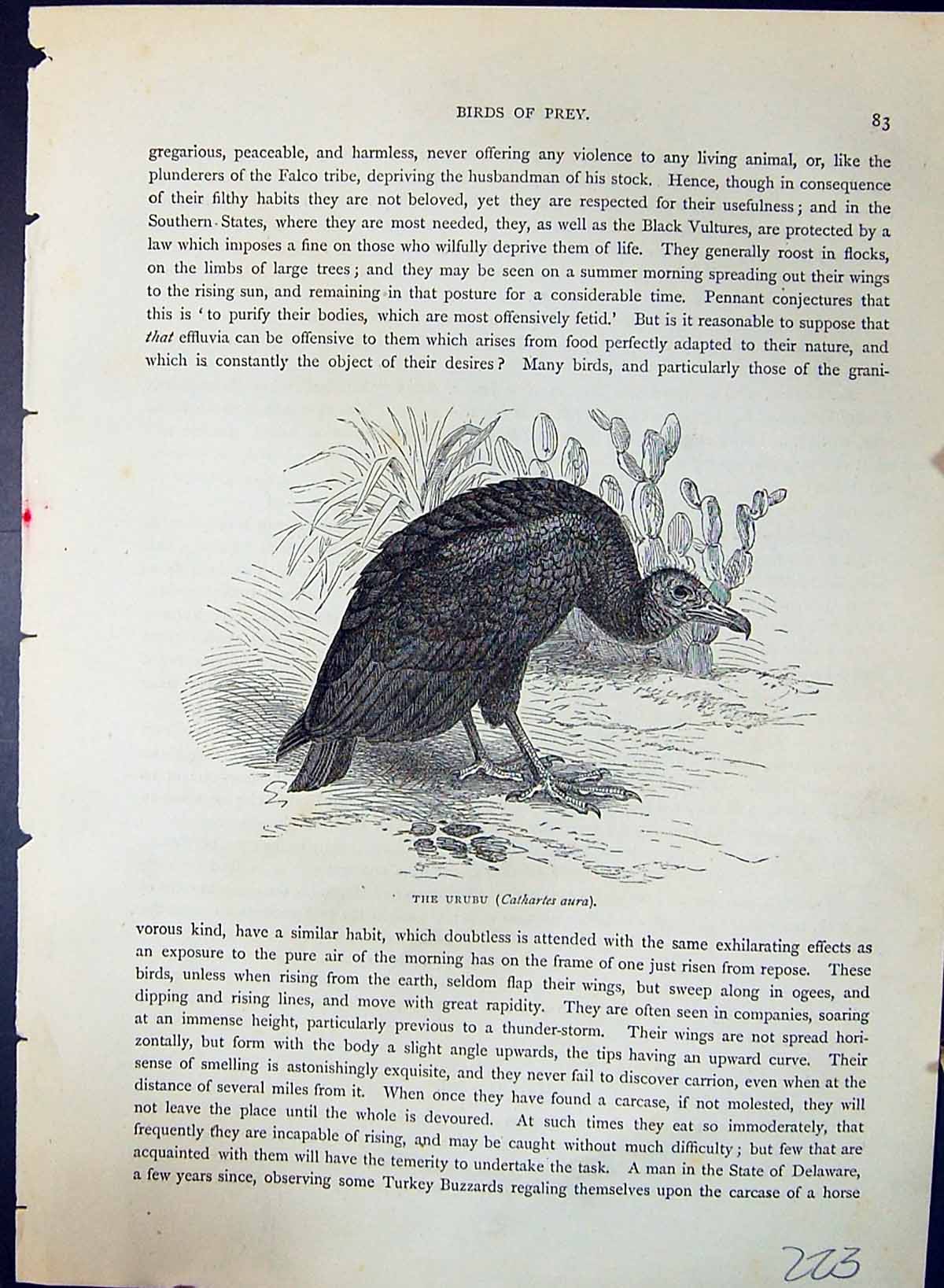 Old Antique Print Urubu Cathertes Aura Brehm Jones C1860 Cassell'S Birds 19th