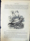 Antique Print Scavenger Egyptian Vulture Brehm Jones C1860 Cassell'S Birds 19th