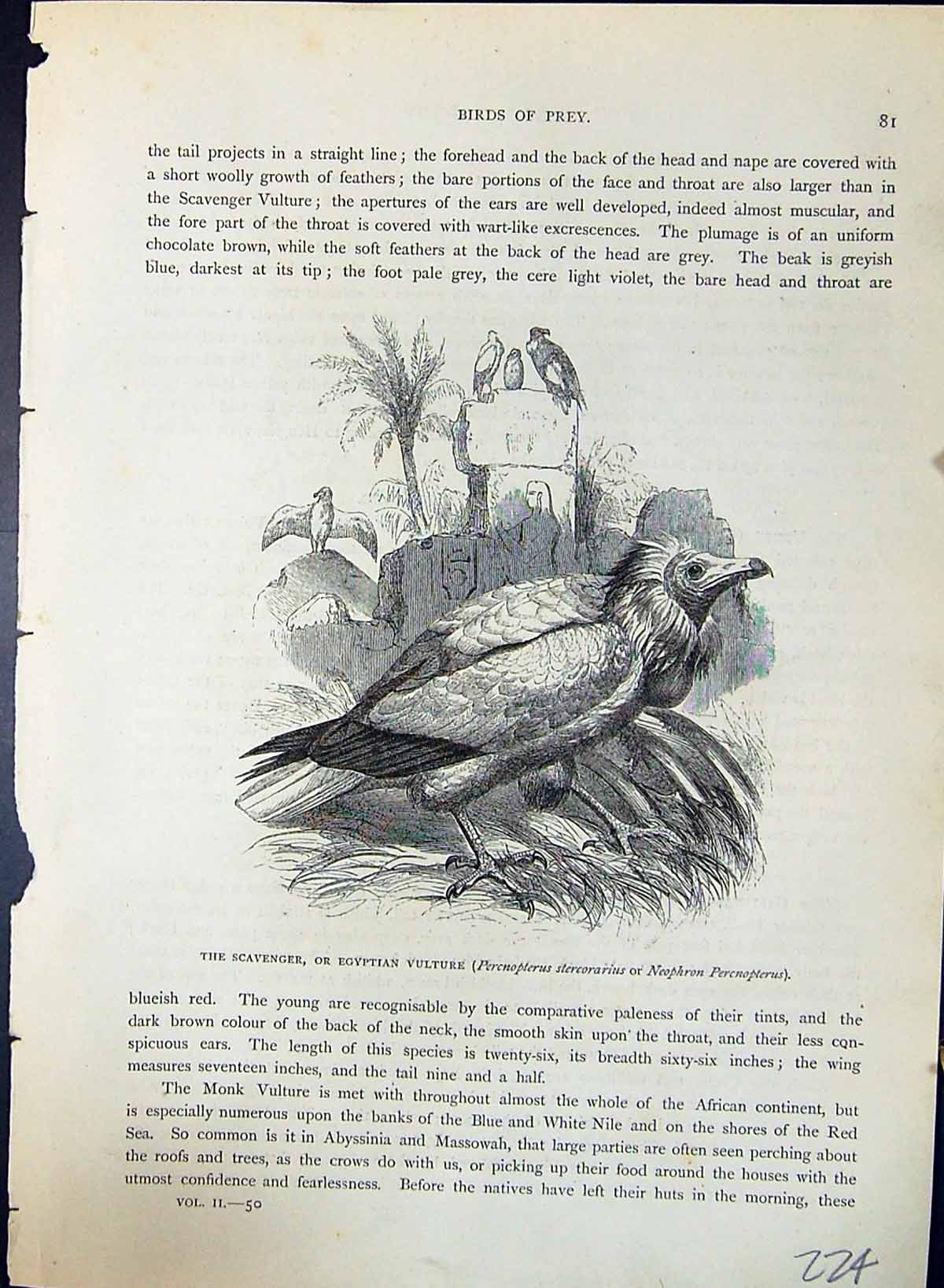 Antique Print Scavenger Egyptian Vulture Brehm Jones C1860 Cassell'S Birds 19th