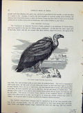 Old Tawny Goose Vulture Gyps Fulvus Brehm Jones C1860 Cassell'S Birds Victorian