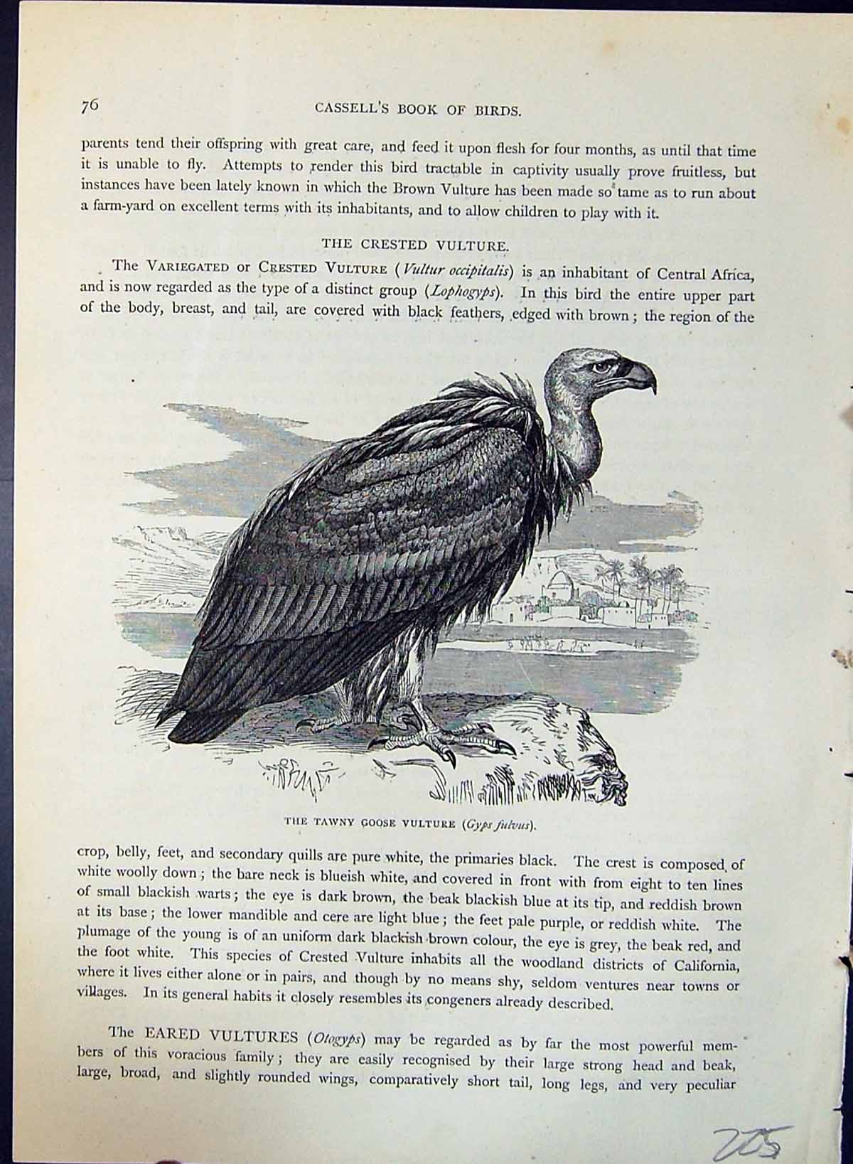 Old Tawny Goose Vulture Gyps Fulvus Brehm Jones C1860 Cassell'S Birds Victorian