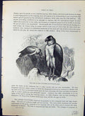 Old King Vultures Sarcorhamphus Papa Brehm Jones C1860 Cassell'S Bird Victorian