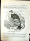 Old Print Condor Sracorphamphus Gryphus Brehm Jones C1860 Cassell'S Birds 19th