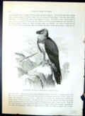 Old Bearded Vulture Lammergeier Barbatus Brehm Jones C1860 Cassell'S Victorian