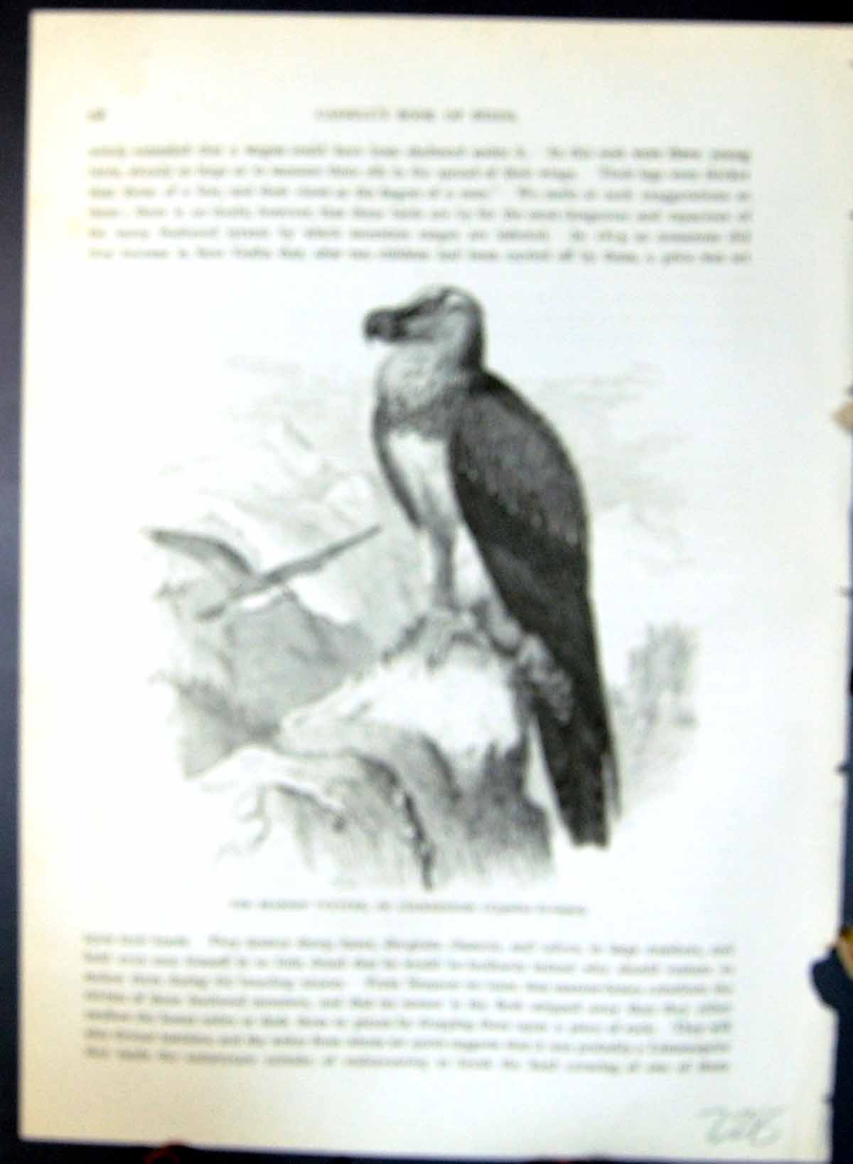 Old Bearded Vulture Lammergeier Barbatus Brehm Jones C1860 Cassell'S Victorian