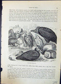 Original Old Antique Print Vultures Feasting Brehm Jones C1860 Cassell'S Birds