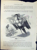 Antique Old Print Secretary Crane Vulture Brehm Jones C1860 Cassell'S Birds