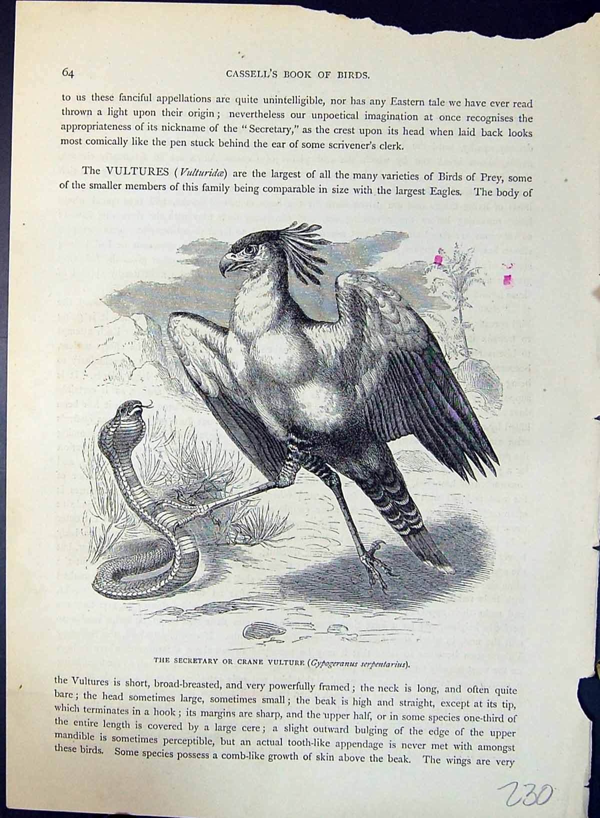 Antique Old Print Secretary Crane Vulture Brehm Jones C1860 Cassell'S Birds