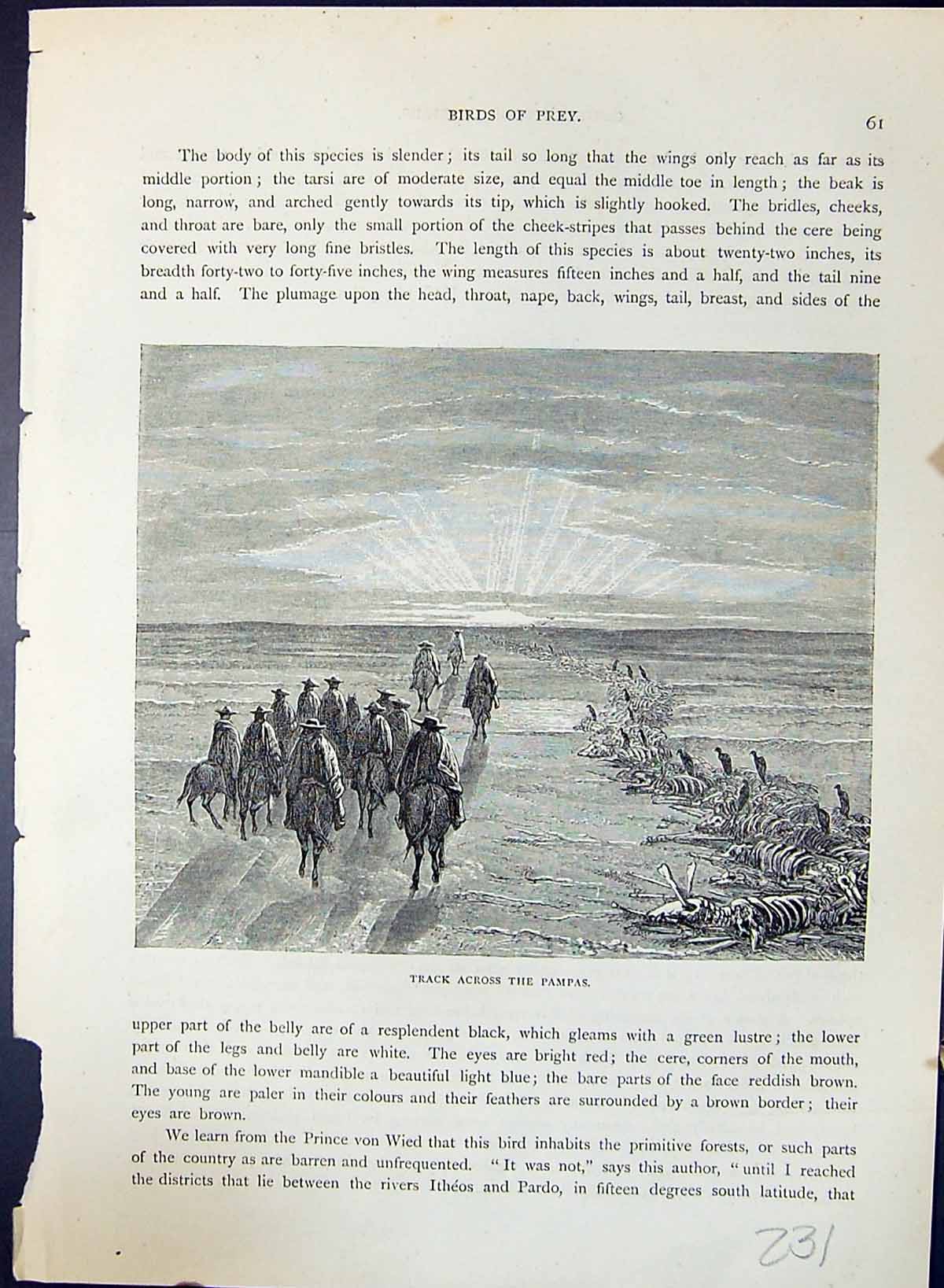 Antique Print Brehm Jones C1860 Cassell'S Birds Horses Track Across Pampas 19th