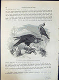 Antique Print Carancho Traro Brasiliensis Brehm Jones C1860 Cassell'S Birds