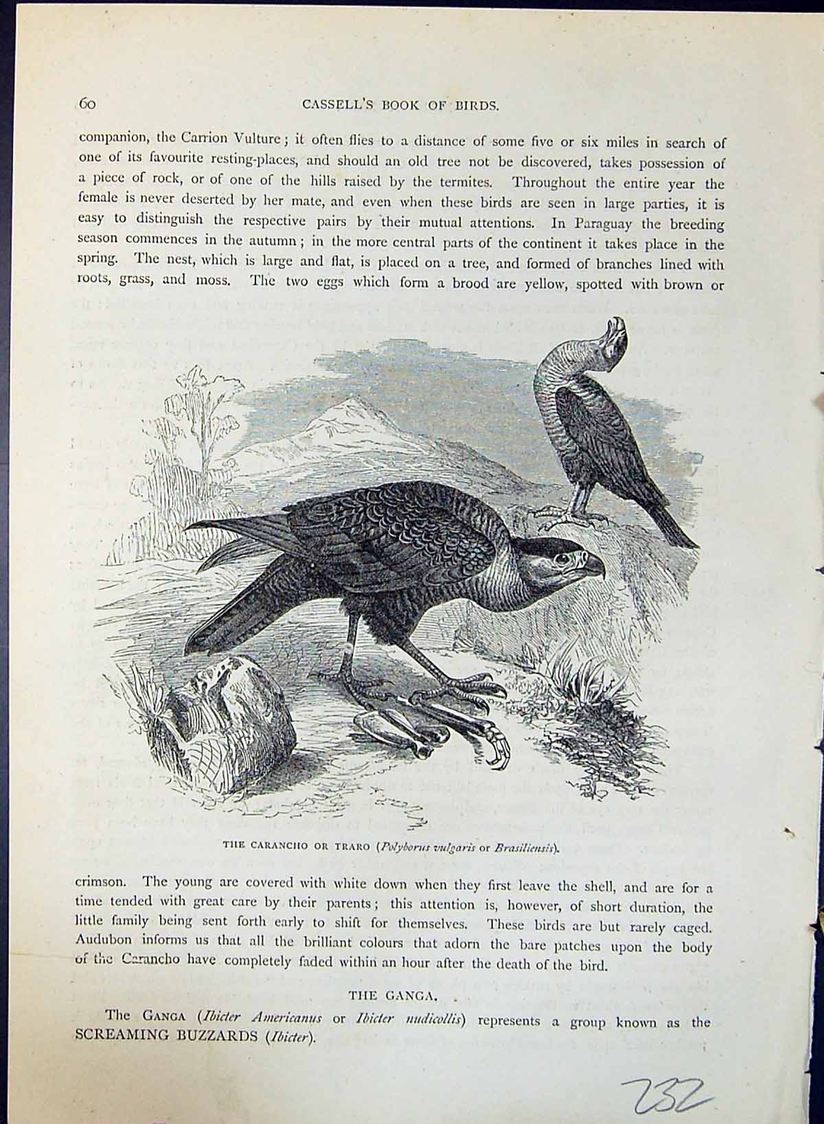 Antique Print Carancho Traro Brasiliensis Brehm Jones C1860 Cassell'S Birds