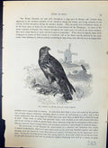 Old Common Mouse Buzzard Buteo Vulgaris Brehm Jones C1860 Cassell'S B Victorian